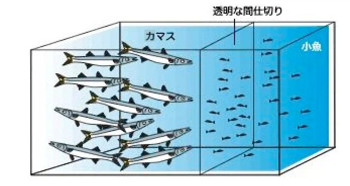 カマス理論